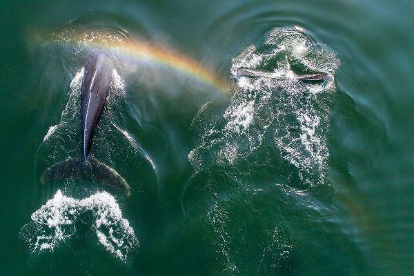 Alaska-Aerial view of rainbow above Humpback Whales spouts while breathing at surface